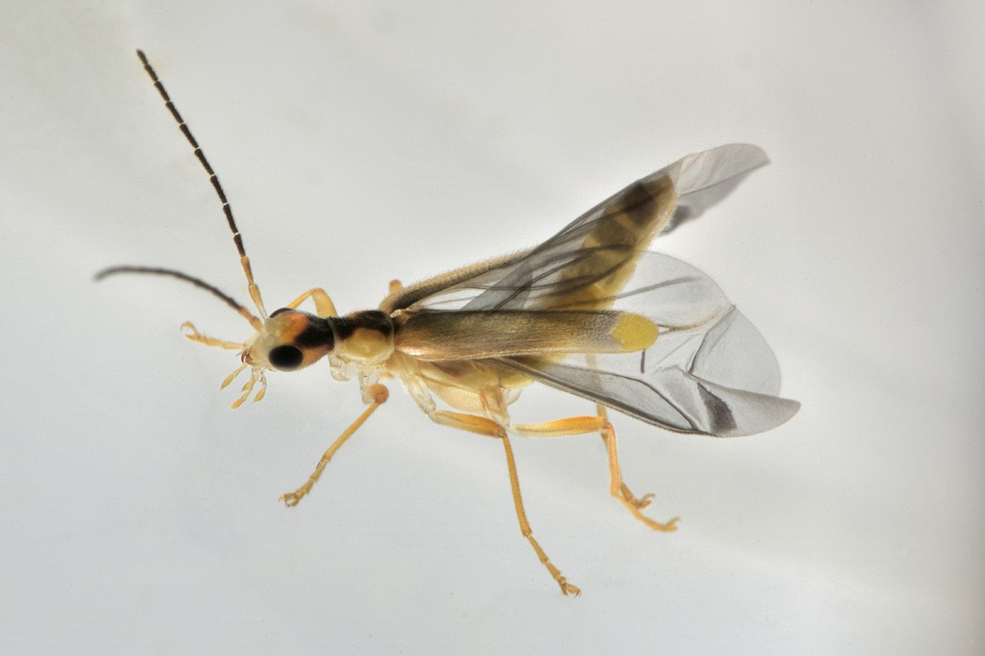 Cantharidae: Malthinus seriepunctatus? S